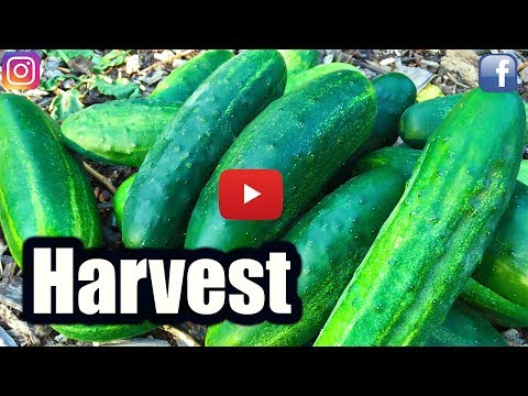 download lagu mp3 mp4 How To Tell When Apple Cucumbers Are Ripe, download lagu How To Tell When Apple Cucumbers Are Ripe gratis, unduh video klip How To Tell When Apple Cucumbers Are Ripe
