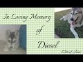 In Loving Memory of Diesel ~ 12th of June ~ 