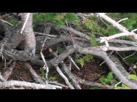 Subalpine Fir Adaptation: Explainer Video