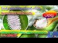 විනාඩි 5න් මයිටාවො කූඩිත්තො පිටිමකුණ�