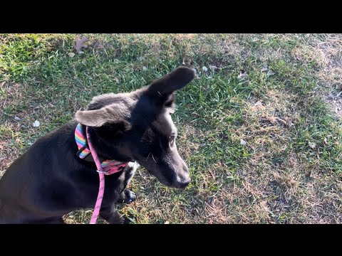 Rio Defeats his Dragon