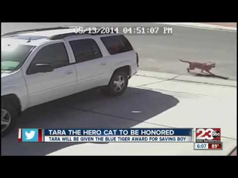 Tara "The Hero Cat" to receive Blue Tiger Award