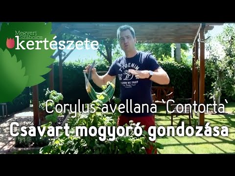 Corylus avellana 'Contorta' - Csavart mogyoró  gondozása - Megyeri Szabolcs Kertészet Győr