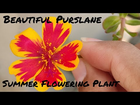 Purslane/Summer Best Flower/Terrace Gardening/Urban/Container Gardening/Portulaca/moss rose/9O'clock