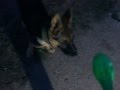 German shepherd puppy Rex (немецкая овчарка по имени ...
