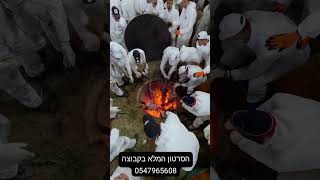 רגעי שיא בזבח שומרונים פסח תשפ"ו