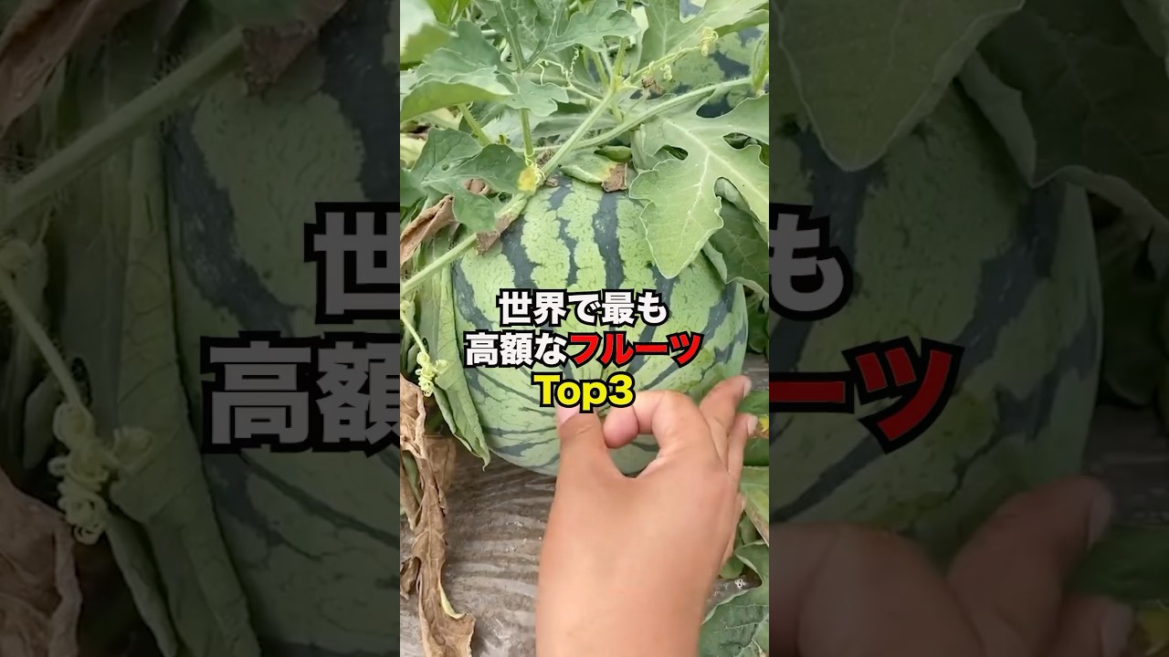 世界で最も高額なフルーツTop3#雑学 #雑学豆知識 #知識 #やばい