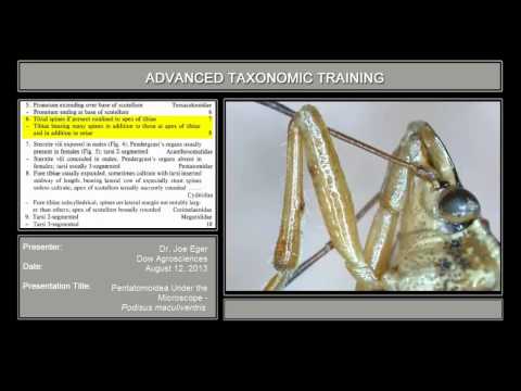 Pentatomoidea under the microscope - <em>Podisus maculiventris</em>