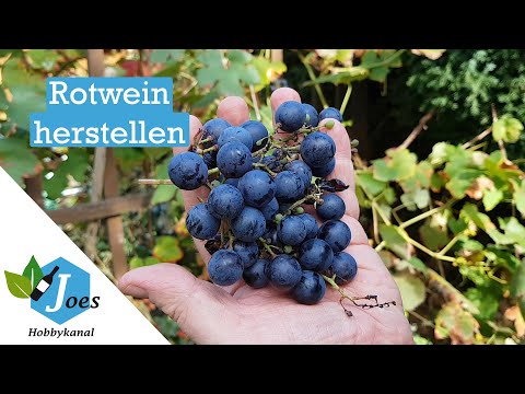 Rotwein selber machen | Wein aus eigenen Trauben herstellen | Maischegärung