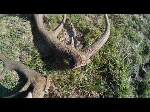 Zrzut jelenia do pary 2,8kg 4 3 2026