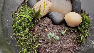 Springtails Eat Mold Myth Busted