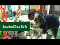 Mini Bernedoodle dogs for sale: Noelle - Video 3