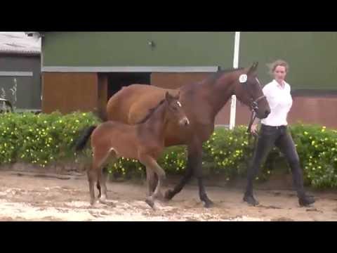 Holsteiner Premium Filly by QUIBERY x Cassini I (*2016)