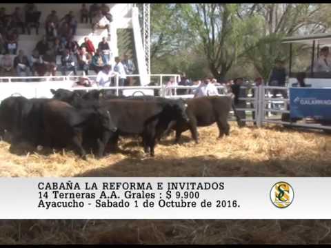 01-10-16 Venta de Terneras - Cabaña La Reforma e Invitadas - Ayacucho.