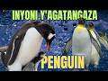 Ni Gute Inyoni Ya PENGUIN Ibaho Ikirwanaho Kandi Itabasha Kuguruka No Kwiruka