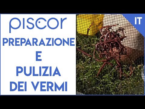 Eruzione da lyambliya Lanalisi su parassiti per nascita dove consegnare