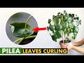 5 Reasons Why Your Pilea Plant Leaves Curling