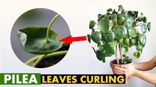 5 Reasons why your Pilea plant leaves Curling