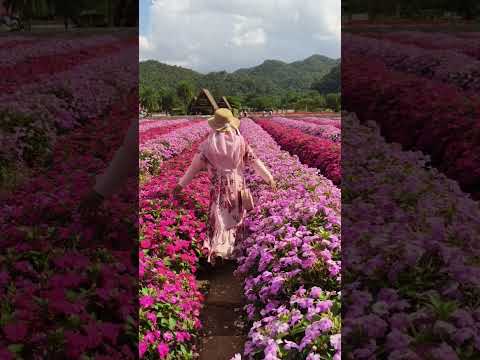 I walk through the flowers… slowly#bangkok #hokkaidoflowerpark #เขาใหญ่