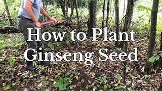 How to Plant Ginseng Seed