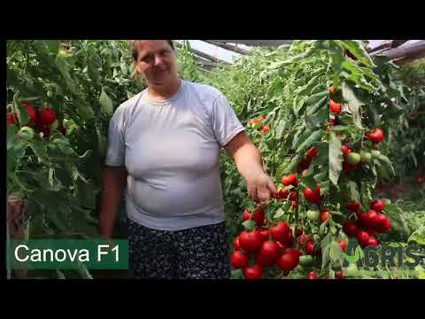 Canova F1 - Cultura de tomate în Olari, jud. Prahova, fermier Alecu Claudia