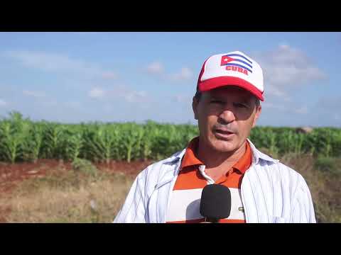 Agilizan acciones en #LasTunas para rescatar el cultivo del plátano
