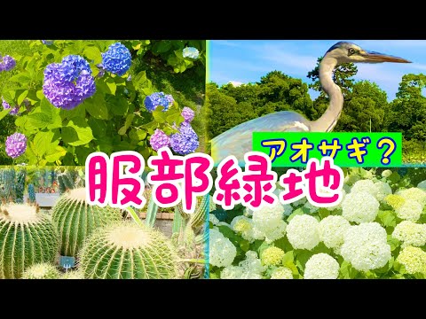 Fui a Hattori Ryokuchi/Urban Green Botanical Garden