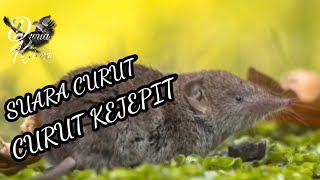 Download lagu SUARA CURUT KEJEPIT UNTUK MASTERAN BURUNG GACOAN mp3