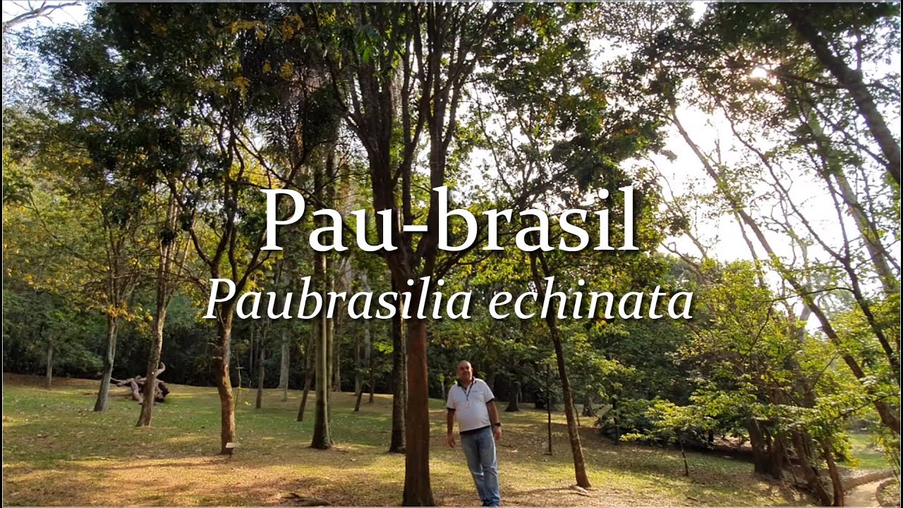 Pau brasil