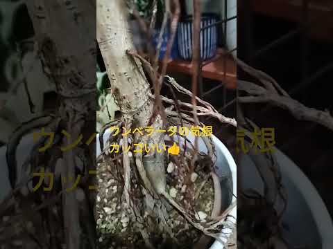 翡翠の木の気根？あなたの植物はあなたに何を伝えようとしているのでしょうか？  庭園