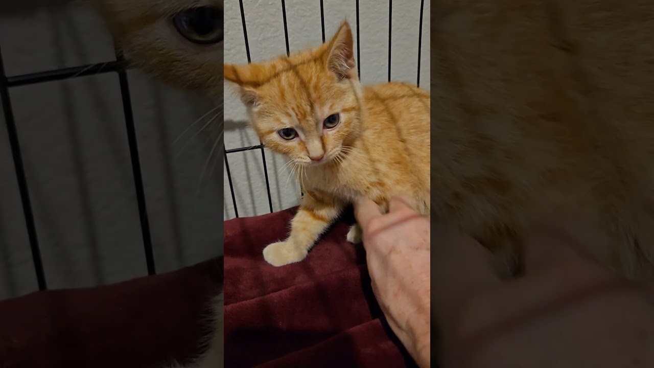 Enlarge Colby, an adopted Domestic Short Hair in Niantic, CT video 2/6