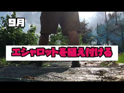 エシャロット 植物