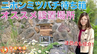 ニホンミツバチ待ち箱【オススメの設置場所】注意点も紹介！