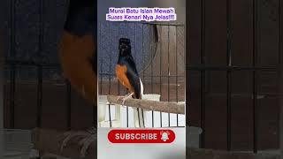 Download lagu Murai Batu Isian Kenari nya Jelas!!!!! mp3