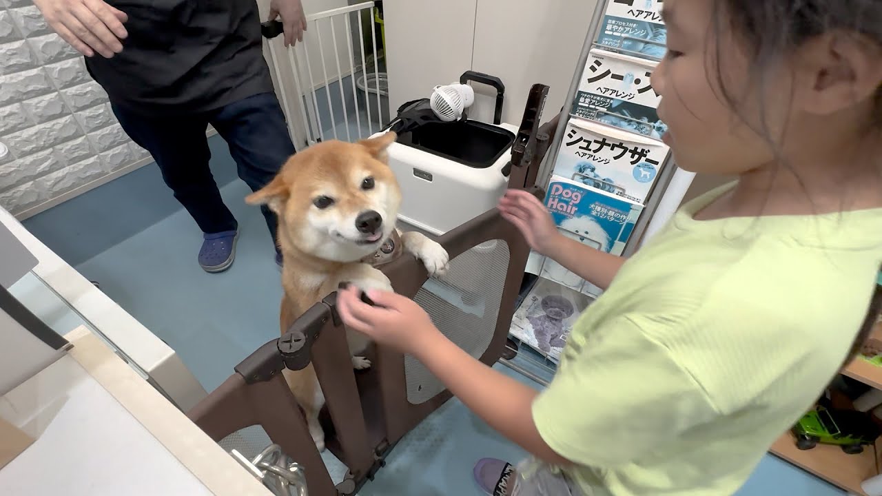 【日帰りお預け】柴犬をお迎えに行ったら喜びようが想像をはるかに超えていた【大阪旅行 後編】