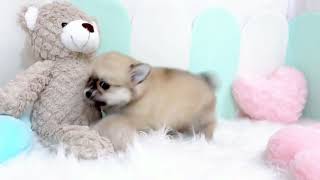 ハーフ犬の動画01