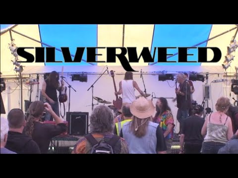 KF13 Silverweed