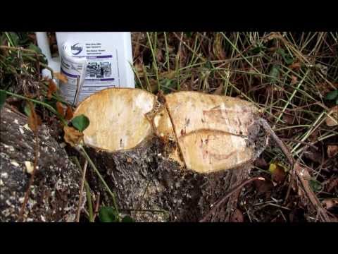 How to poison a tree stump using roundup (glyphosate) and a paint brush