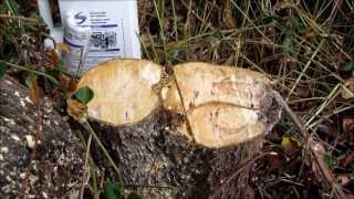 How to poison a tree stump using roundup (glyphosate) and a paint brush
