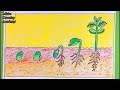 How TO Draw Seed Germination/Draw Sprouted Seeds Easy