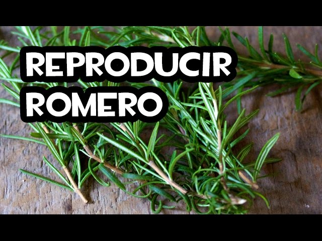 Cómo reproducir Romero por Esqueje 💧 (Usando Agua)