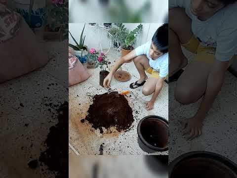 How to Plant a Red Rose | Kid’s Gardening Fun 🌹