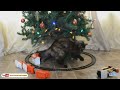 Funny Cats vs Christmas Trees