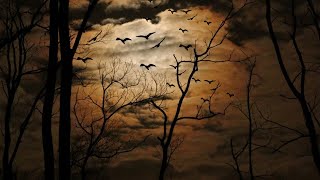 Download lagu Night Natural Scenery Background Video (05) HD No Copyright mp3