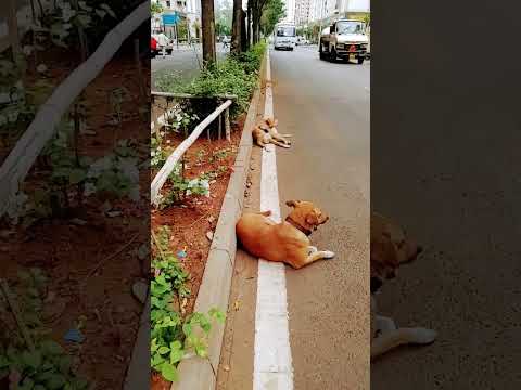 dogs music#vidushi #doglover