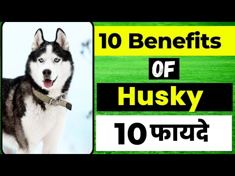 10 Benefits Of Siberian Husky