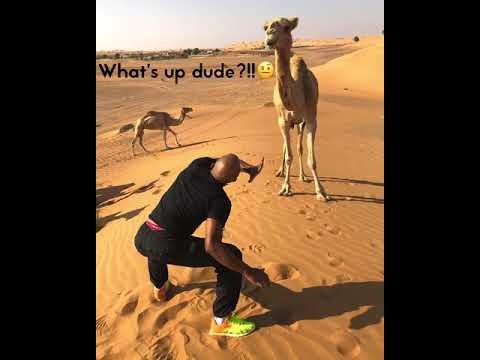 Funny Camels Encounter #shorts