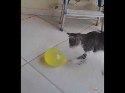 Funny Cats😂🐈  Don t try to stop laughing 720P HD#funny_cat_videos
