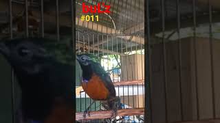 Download lagu Kolibri ninja full tembakan durasi 1 menit mp3 Download lagu Kolibri ninja full tembakan durasi 1 menit mp3