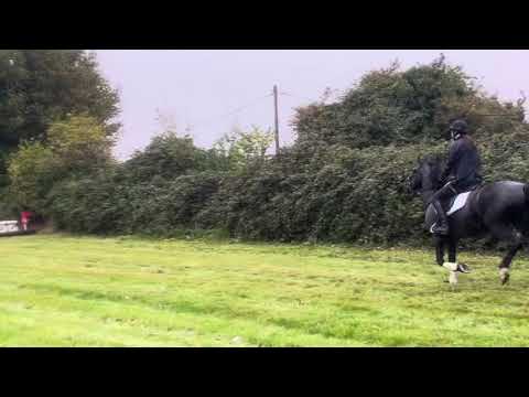 15.2hh Diamond Valley Prince mare hunter - Image 2